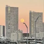 なぎの画像