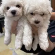 つーさんの画像