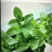 mintの画像