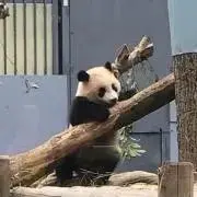 golちゃんの画像