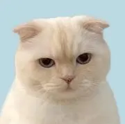 猫背の画像