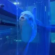 しの