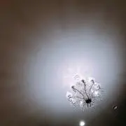 たか