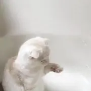 きゃべつの画像