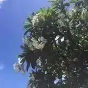 Minamiの画像