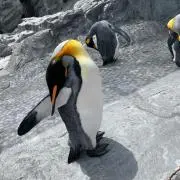 もあなりの画像