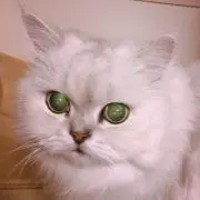 Mica