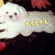 まろん