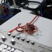ヨシオの画像