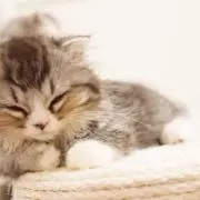 ゆう