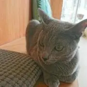 Katsuの画像