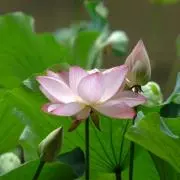 flowerの画像
