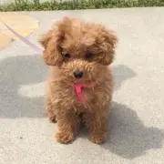 徳光