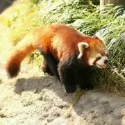 せかおわ
