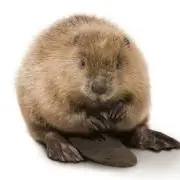 バビーの画像