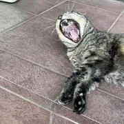 サワダの画像