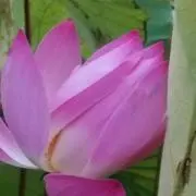 atsu2の画像