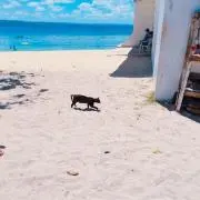 猫の足跡の画像
