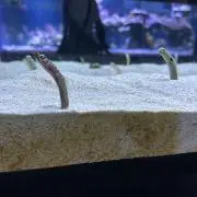 ヨーグルトの画像