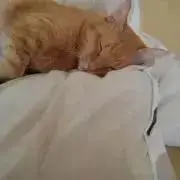 ともにゃんの画像
