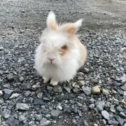 プリンの画像