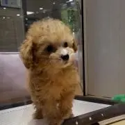 てぃあら