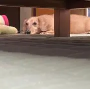 みるく