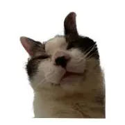 リーダークルー猫の画像