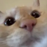 Used