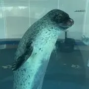 らむ（購入後の挨拶不要です）の画像