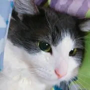 にゃんの画像