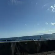 櫻の画像