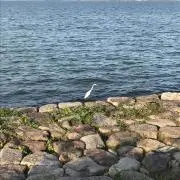 マロワカの画像