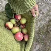 ぴころの画像
