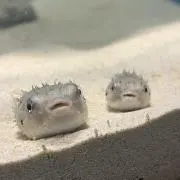 とみぃ⭐︎の画像