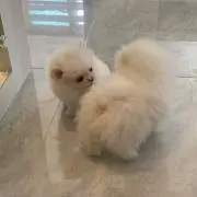 あむ