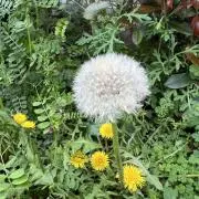 たんぽぽの画像