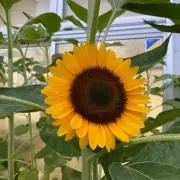 ☆sunflower☆の画像