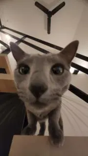 撮影用レプリカ】活動帽 警察装備・警察グッズ - メルカリ