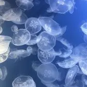 HARU⭐︎プロフ必読の画像
