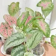 ふわふわ