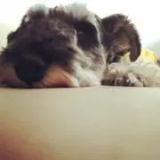 まかろん