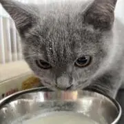 さくら☆スピード対応の画像
