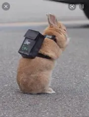 ラビットの画像