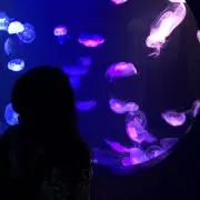 こうにゅうしゃ
