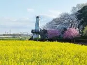 ノムの画像