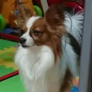 若⭐即購入OK！の画像