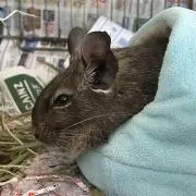 ゆずの画像