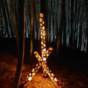 さくらの画像