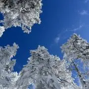ともの画像